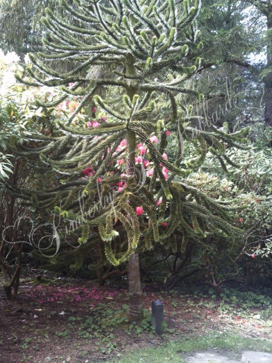 Shore Acres Oregon State Park
