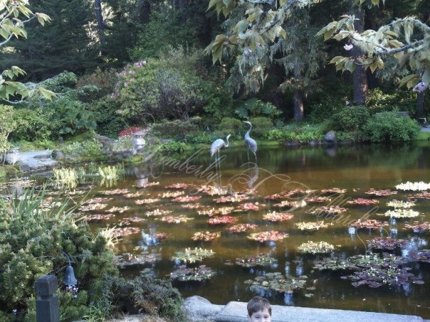 Oriental Gardens & Lily Pond